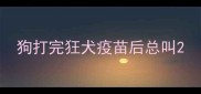 狗打完狂犬疫苗后总叫