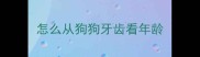 怎么从狗狗牙齿看年龄