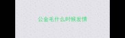 公金毛什么时候发情