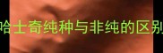 哈士奇纯种与非纯的区别