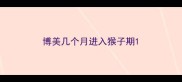 博美几个月进入猴子期