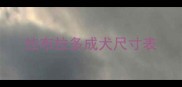 拉布拉多成犬尺寸表