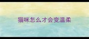 猫咪怎么才会变温柔