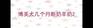 博美犬几个月断奶羊奶
