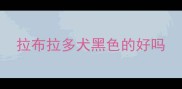 拉布拉多犬黑色的好吗