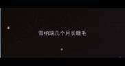 雪纳瑞几个月长睫毛