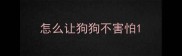 怎么让狗狗不害怕
