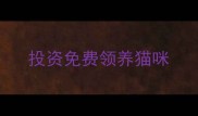 投资免费领养猫咪