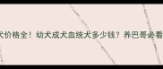 白色巴哥犬价格全幼犬成犬血统犬多少钱养巴哥必看避坑指南