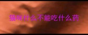 猫咪什么不能吃什么药