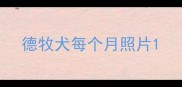 德牧犬每个月照片