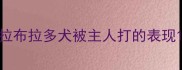 拉布拉多犬被主人打的表现