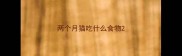 两个月猫吃什么食物