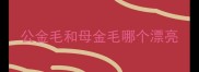 公金毛和母金毛哪个漂亮