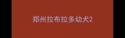 郑州拉布拉多幼犬