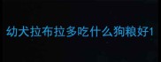 幼犬拉布拉多吃什么狗粮好