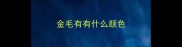 金毛有有什么颜色