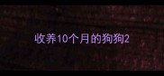 收养10个月的狗狗