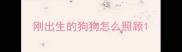 刚出生的狗狗怎么照顾