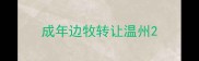 成年边牧转让温州