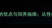 拉布拉多犬的优点与饲养指南从性格到健康全