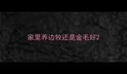 家里养边牧还是金毛好