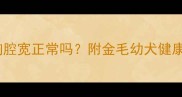 五个月金毛胸腔宽正常吗附金毛幼犬健康发育全攻略