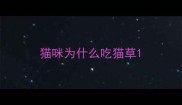 猫咪为什么吃猫草