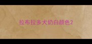 拉布拉多犬奶白颜色