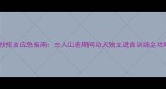 边牧拒食应急指南主人出差期间幼犬独立进食训练全攻略