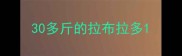 30多斤的拉布拉多
