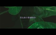 怎么给小泰迪断奶