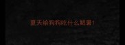 夏天给狗狗吃什么解暑