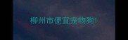 柳州市便宜宠物狗