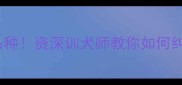 哈士奇温顺品种资深训犬师教你如何纠正拆家行为