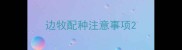 边牧配种注意事项