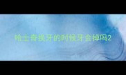 哈士奇换牙的时候牙会掉吗