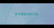 贵阳哪里领养小狗