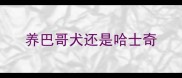 养巴哥犬还是哈士奇
