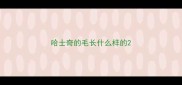 哈士奇的毛长什么样的