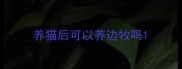 养猫后可以养边牧吗