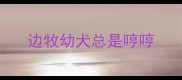 边牧幼犬总是哼哼