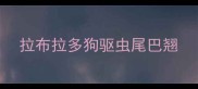 拉布拉多狗驱虫尾巴翘