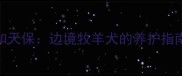 边牧布鲁斯和天保边境牧羊犬的养护指南与训练技巧