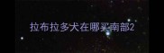 拉布拉多犬在哪买南部