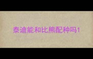 泰迪能和比熊配种吗