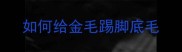 如何给金毛踢脚底毛