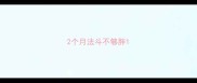 2个月法斗不够胖