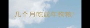 几个月吃成年狗粮