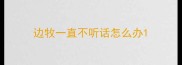 边牧一直不听话怎么办